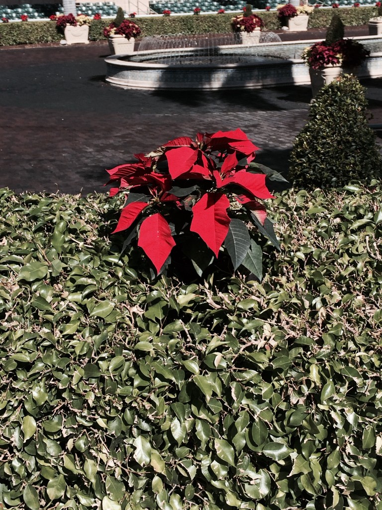 Poinsettia in Hedge