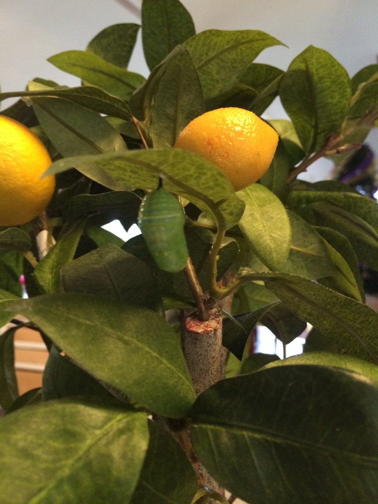 Chrysalis in a Lemon Tree