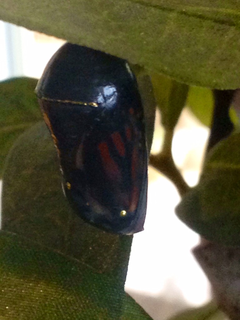 Butterfly Chrysalis