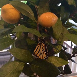 Artificial Tree and a Butterfly