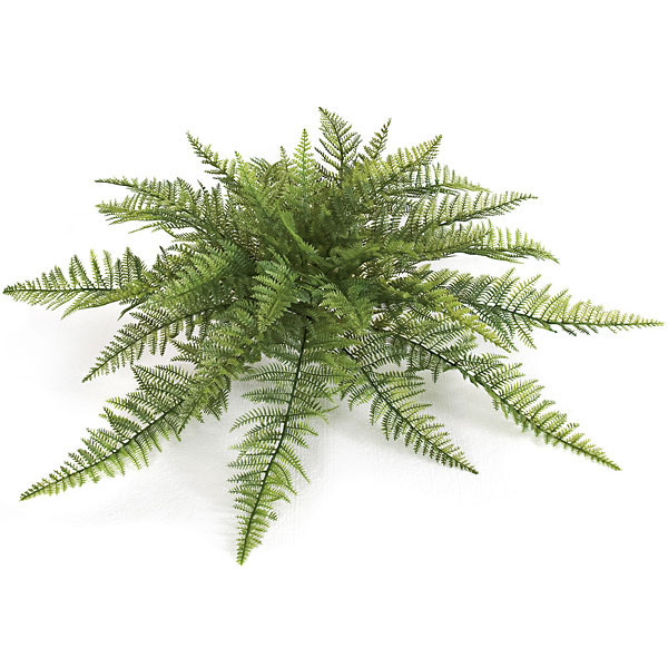 Ruffle Fern