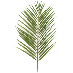 Areca Palm Branch
