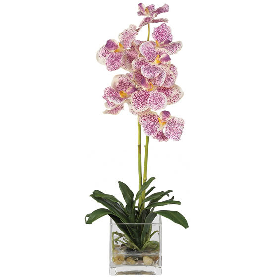 Silk Vanda Orchid