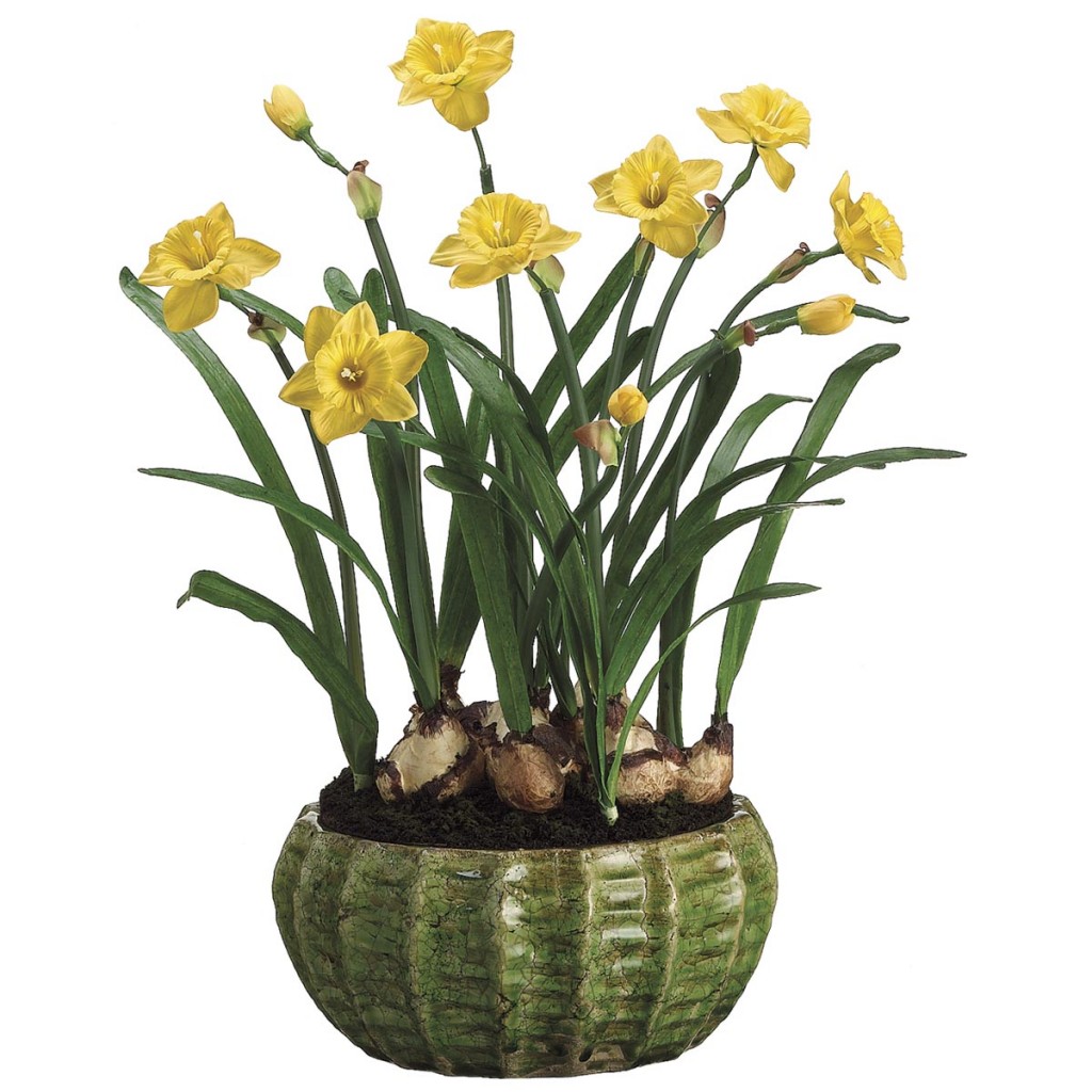 Daffodil with Bulbs