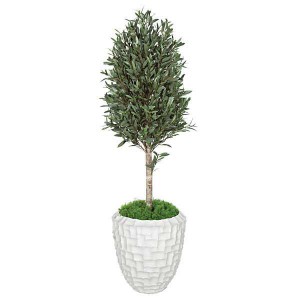 5 Foot Olive Tree