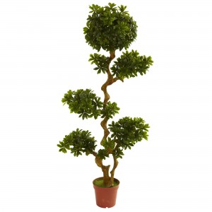 5 Foot Pittosporum Tree