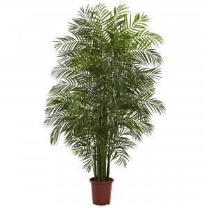 7.5 Foot Areca Palm