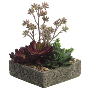 Succulent Arrangement 3