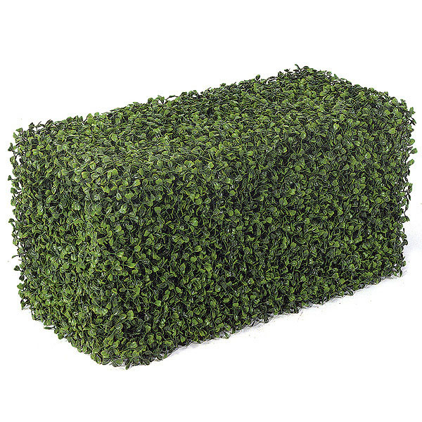 Boxwood Hedge 2