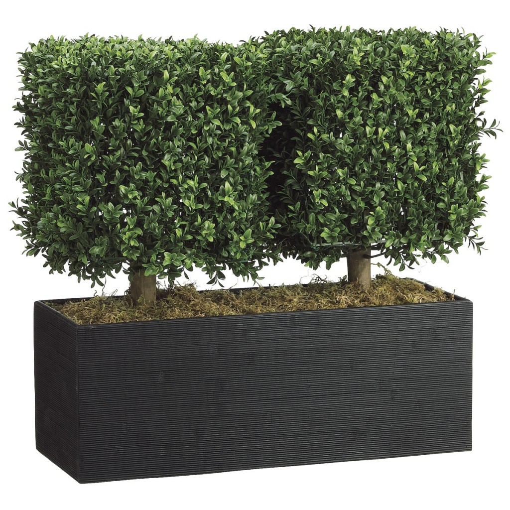 Boxwood Hedge in Container