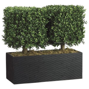 Boxwood Topiary