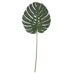 Philodendron 2