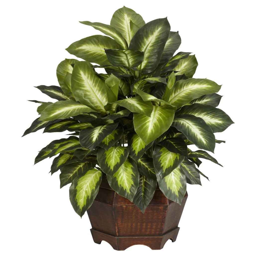 Dieffenbachia indoor plant