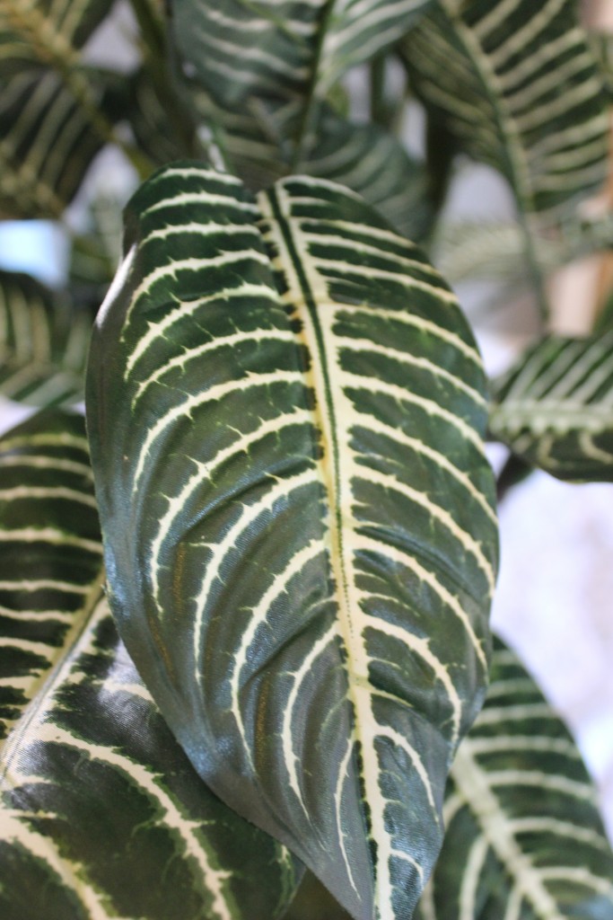 3-Foot Zebra Plant