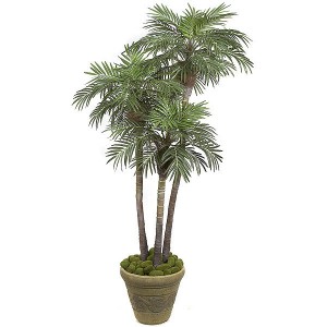 6 Foot Triple Trunk Areca Palm