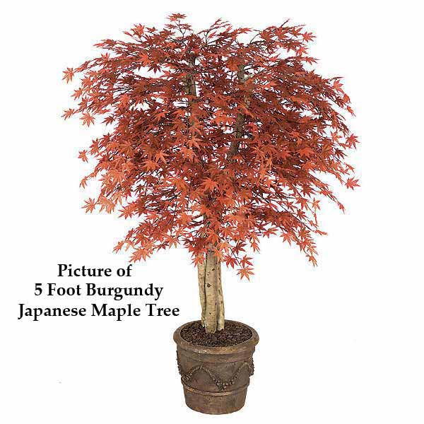 Japanese Maple