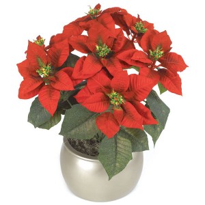 Poinsettia 1