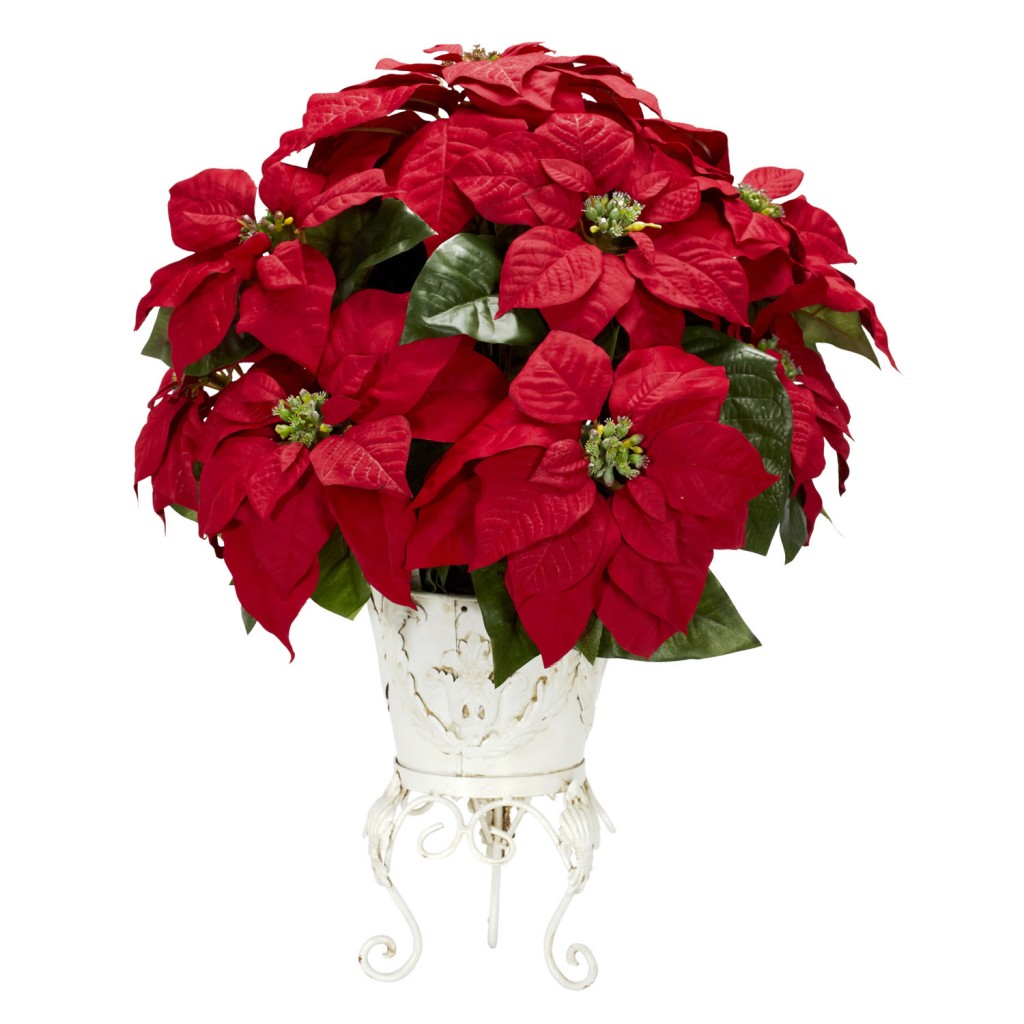 Poinsettia