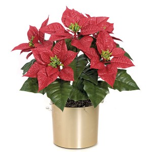 Outdoor Poinsettia