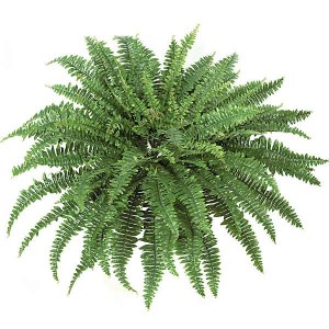 Five Fabulous Artificial Ferns