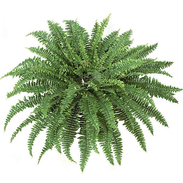 Five Fabulous Artificial Ferns