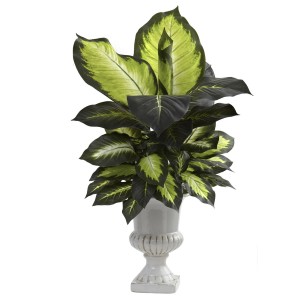 Dieffenbachia 3