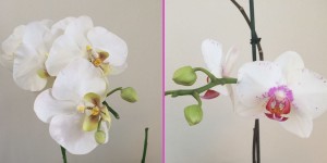 Orchids: Real vs. Fake