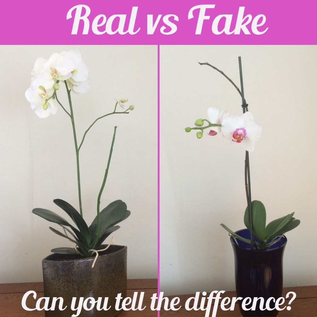 Real Vs. Fake