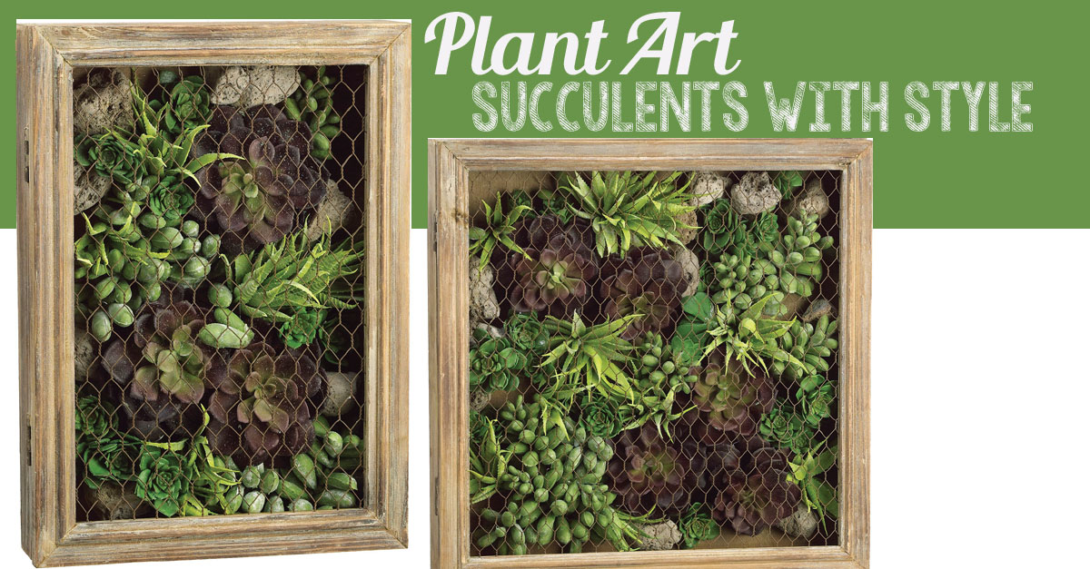 Succulents with Style
