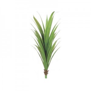 Yucca Plant