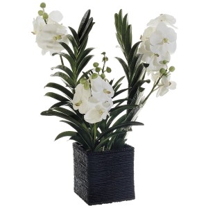 Vanda Orchid Arrangement in Basket