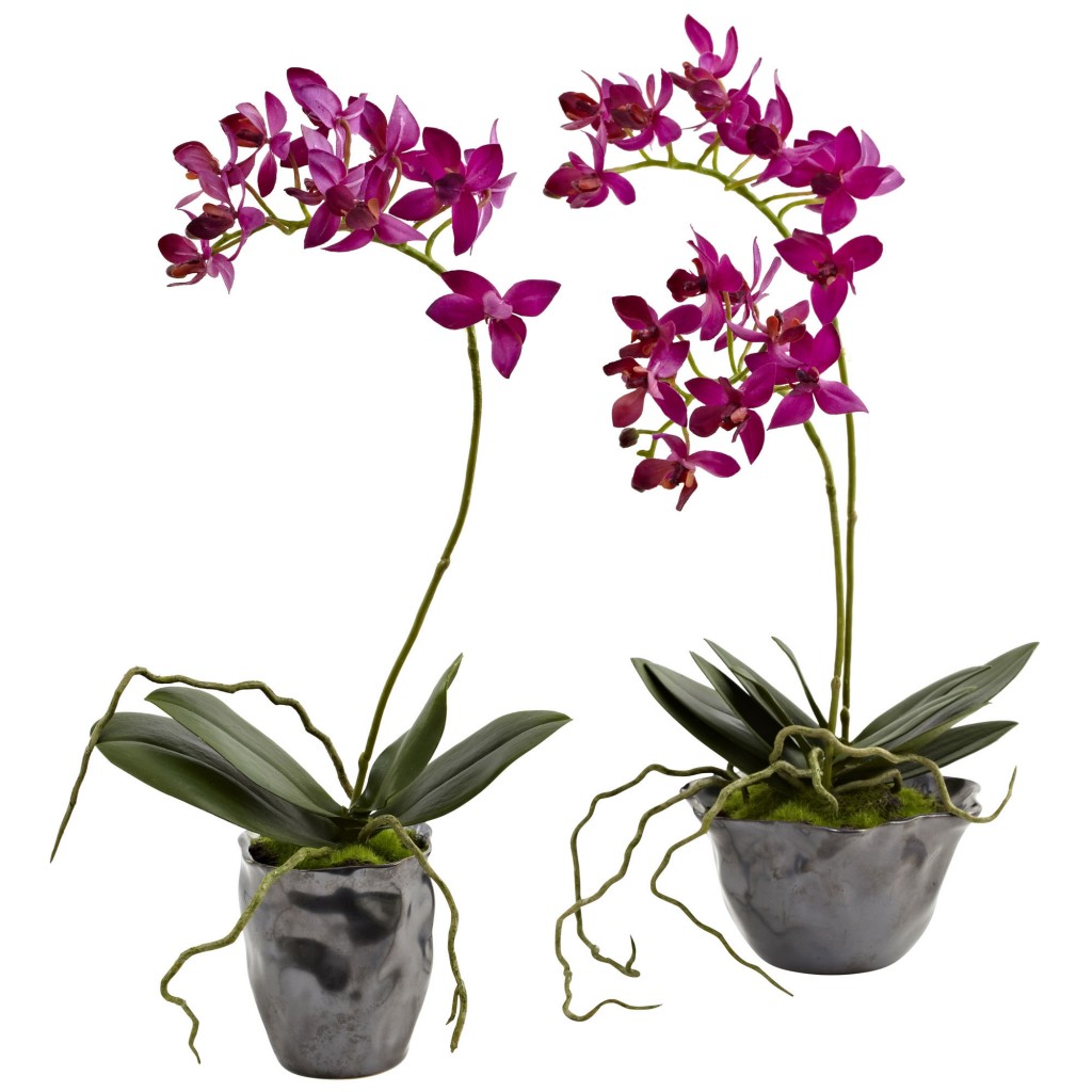 Mini Phalaenopsis Orchid