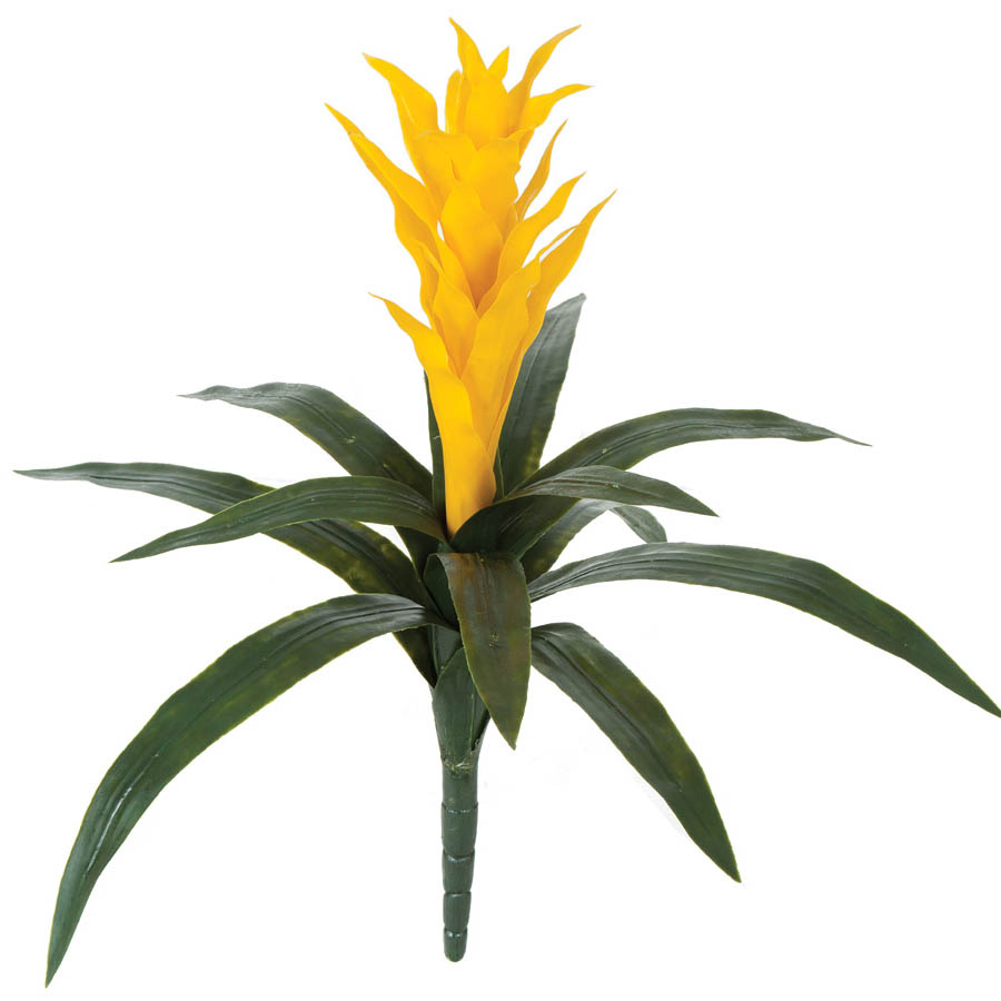 Yellow Bromeliad