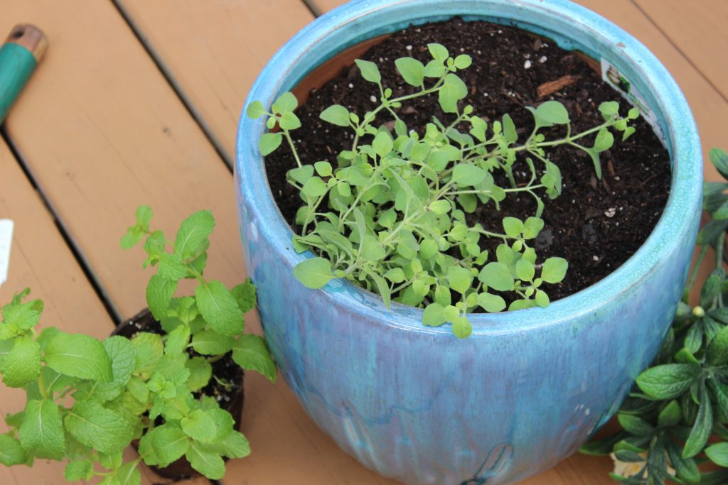 Fresh Herbs