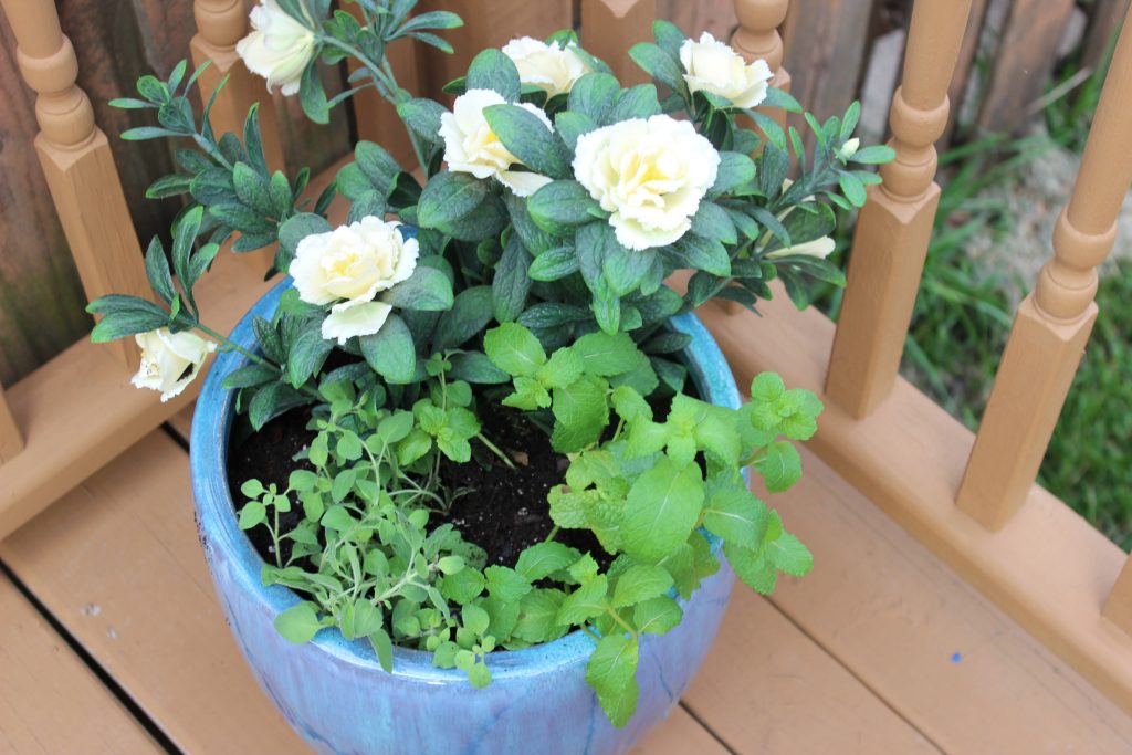 Herb & Azalea Planter