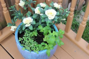 DIY Herb & Artificial Azalea Planter