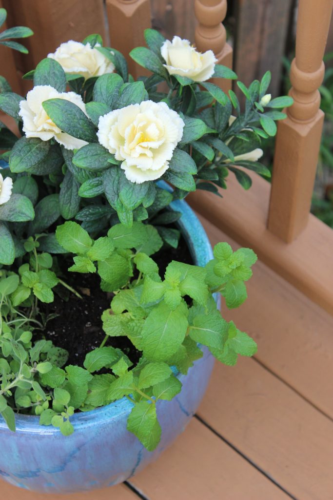 Herb & Artificial Azalea Planter