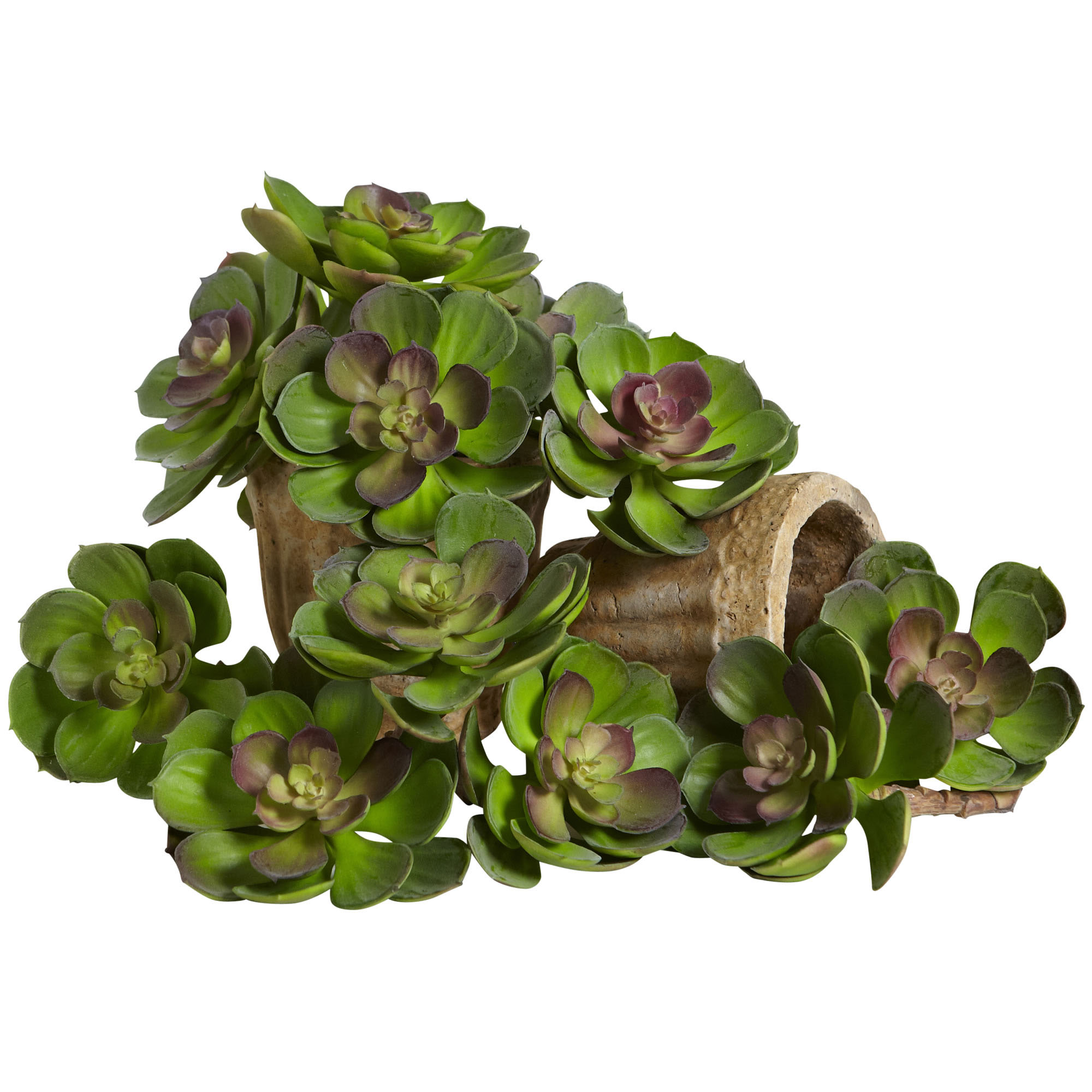 Succulent Stems