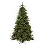 fir-christmas-trees