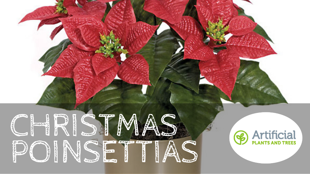 christmas-poinsettias