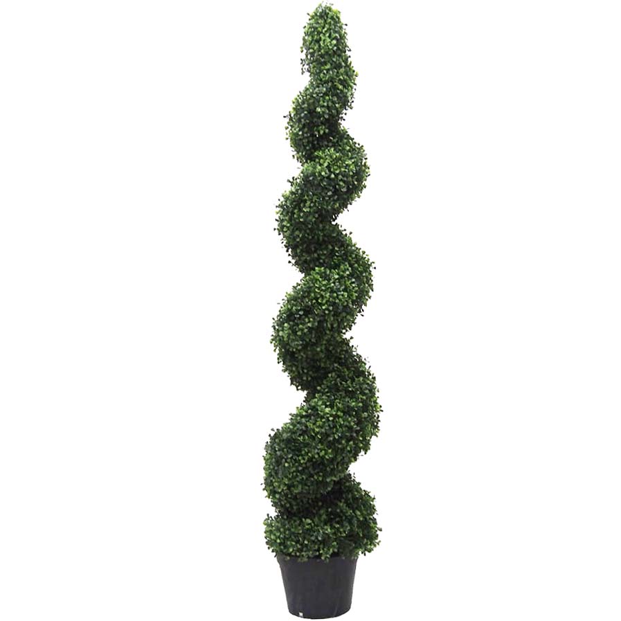 5 Foot Boxwood Spiral Topiary: Potted