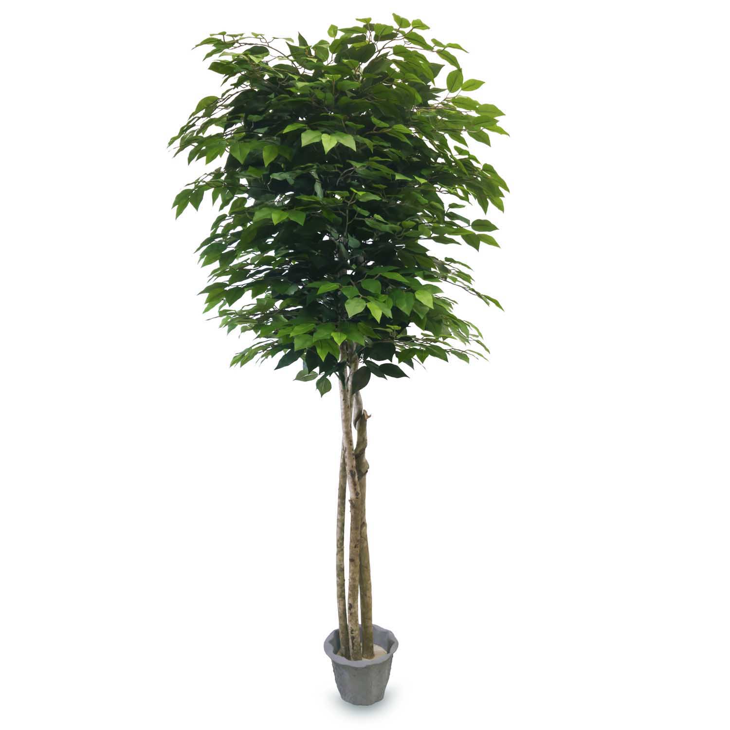 Lalu Home 6 Foot Stately Silk Artificial Ficus Tree with Natural