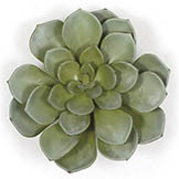 8X7 inch Artificial Green Succulent