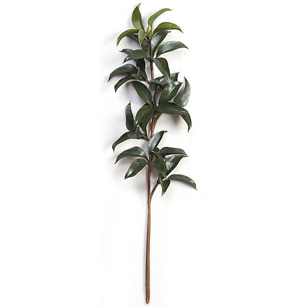 22 inch Outdoor Green Mountain Laurel Branch (Set of 12)