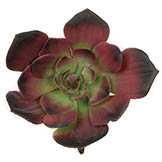 6 inch Artificial Burgundy Echeveria Succulent
