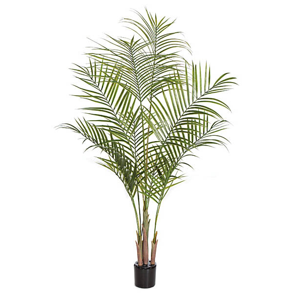 AGF1544 5.5 foot Areca Palm Tree: Potted sku AGF1544