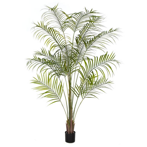 7 foot Areca Palm Tree: Potted