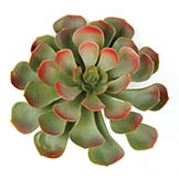 8 inch Artificial Green/Red Succulent