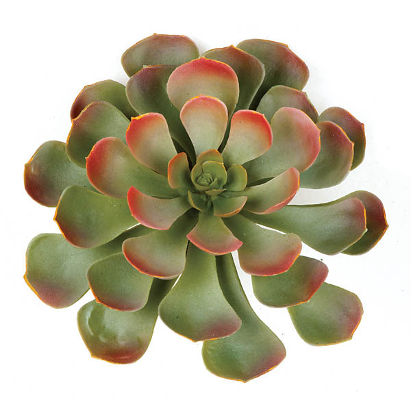 8 inch Artificial Green/Red Succulent
