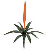 27 inch Outdoor Orange Vriesea Splendens Bromeliad